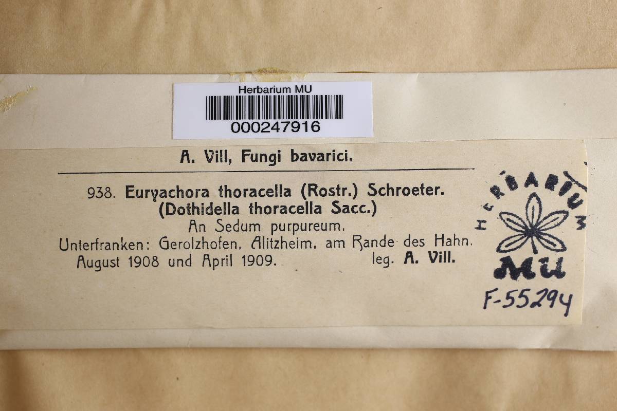 Euryachora image