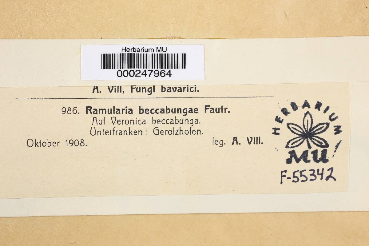 Ramularia beccabungae image