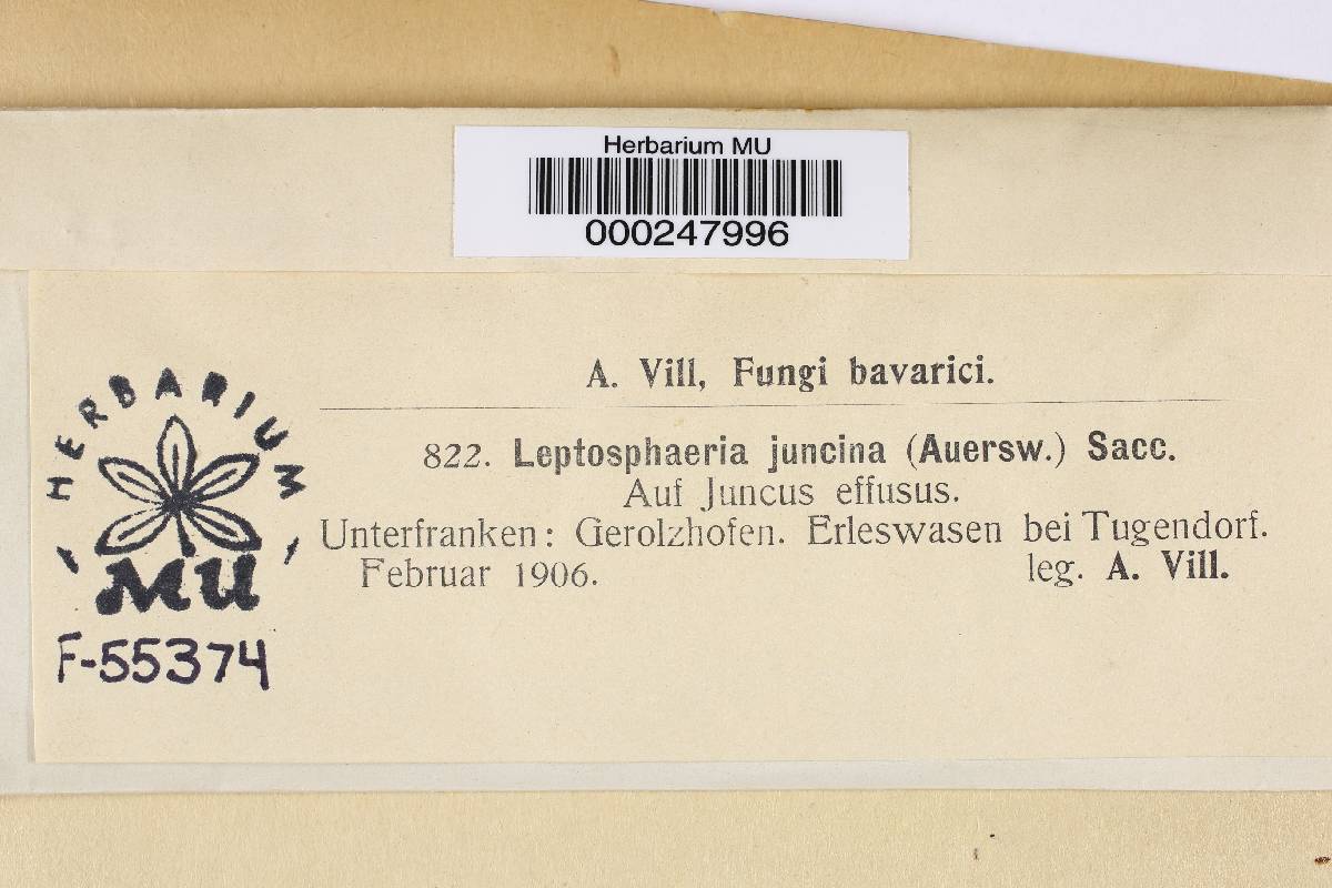 Leptosphaeria juncina image