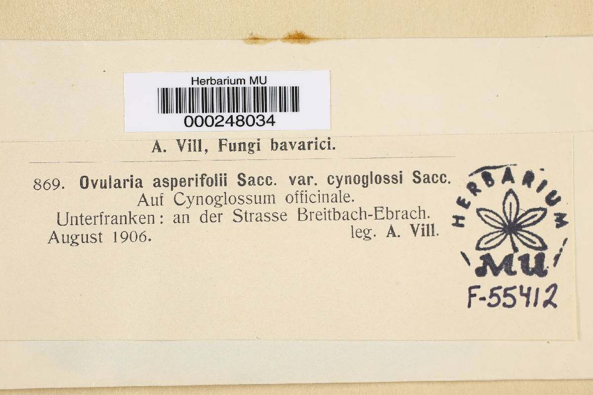 Ovularia asperifolii var. cynoglossi image