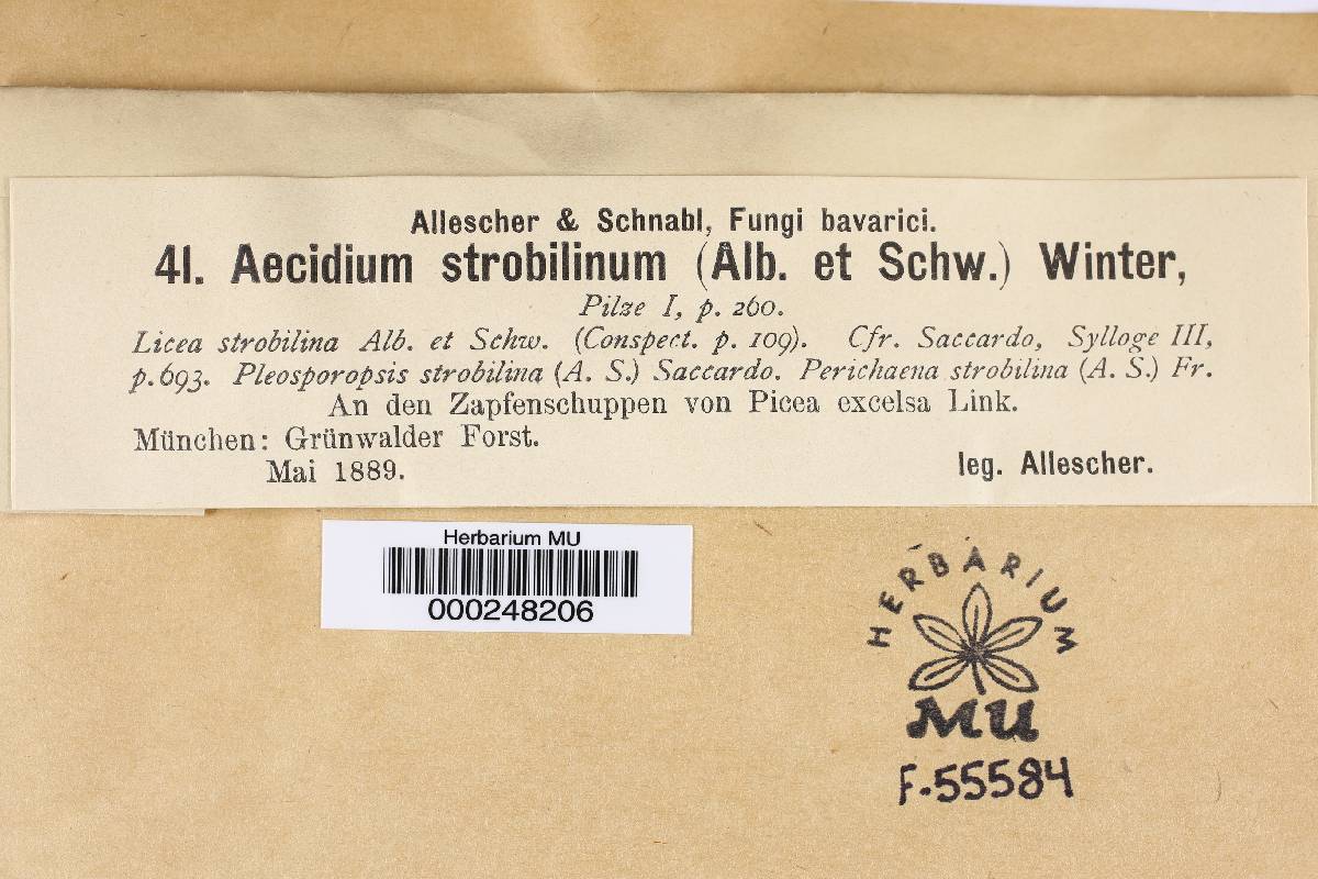 Aecidium strobilanthinum image