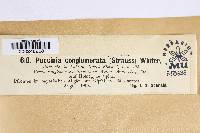 Puccinia conglomerata image