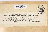 Cronartium flaccidum image