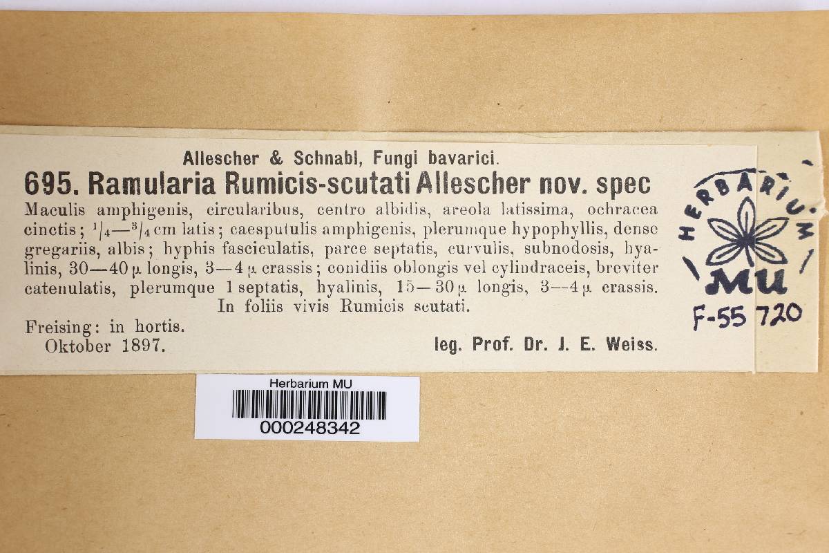 Ramularia rumicis-scutati image