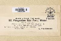 Phragmidium bulbosum image
