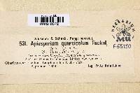 Apiosporium quercicola image