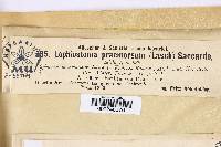 Lophiostoma praemorsum image