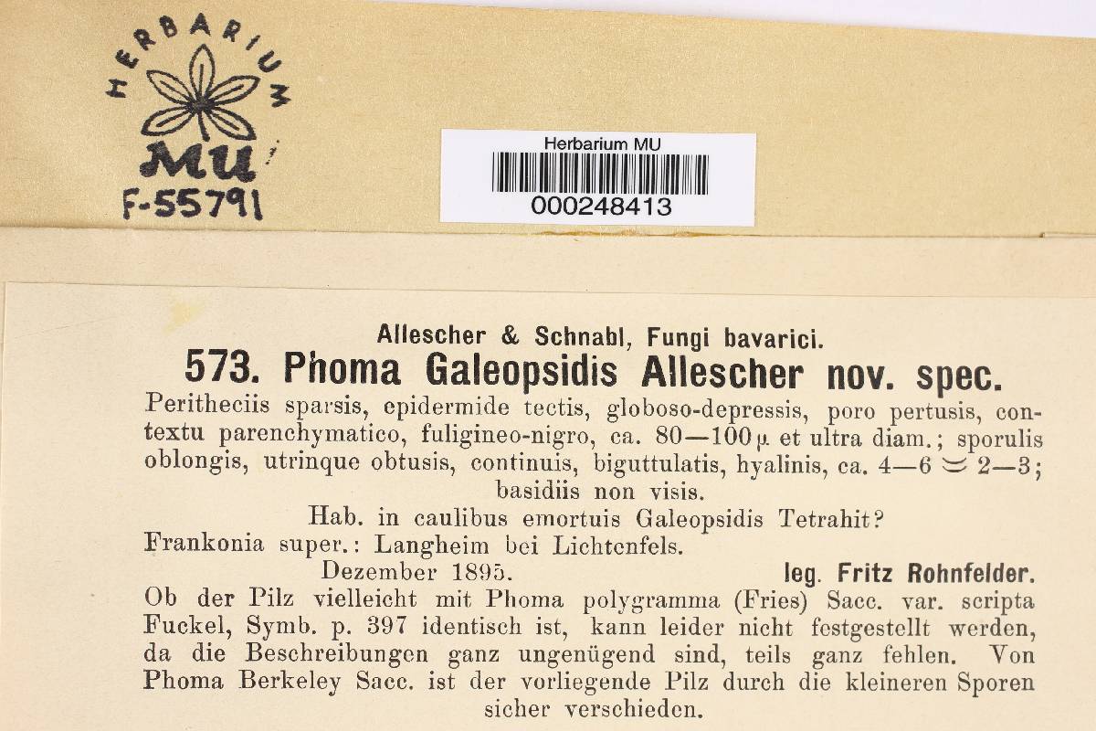 Phoma galeopsidis image