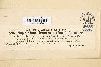 Napicladium asteroma image