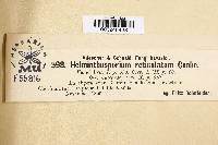 Helminthosporium reticulatum image