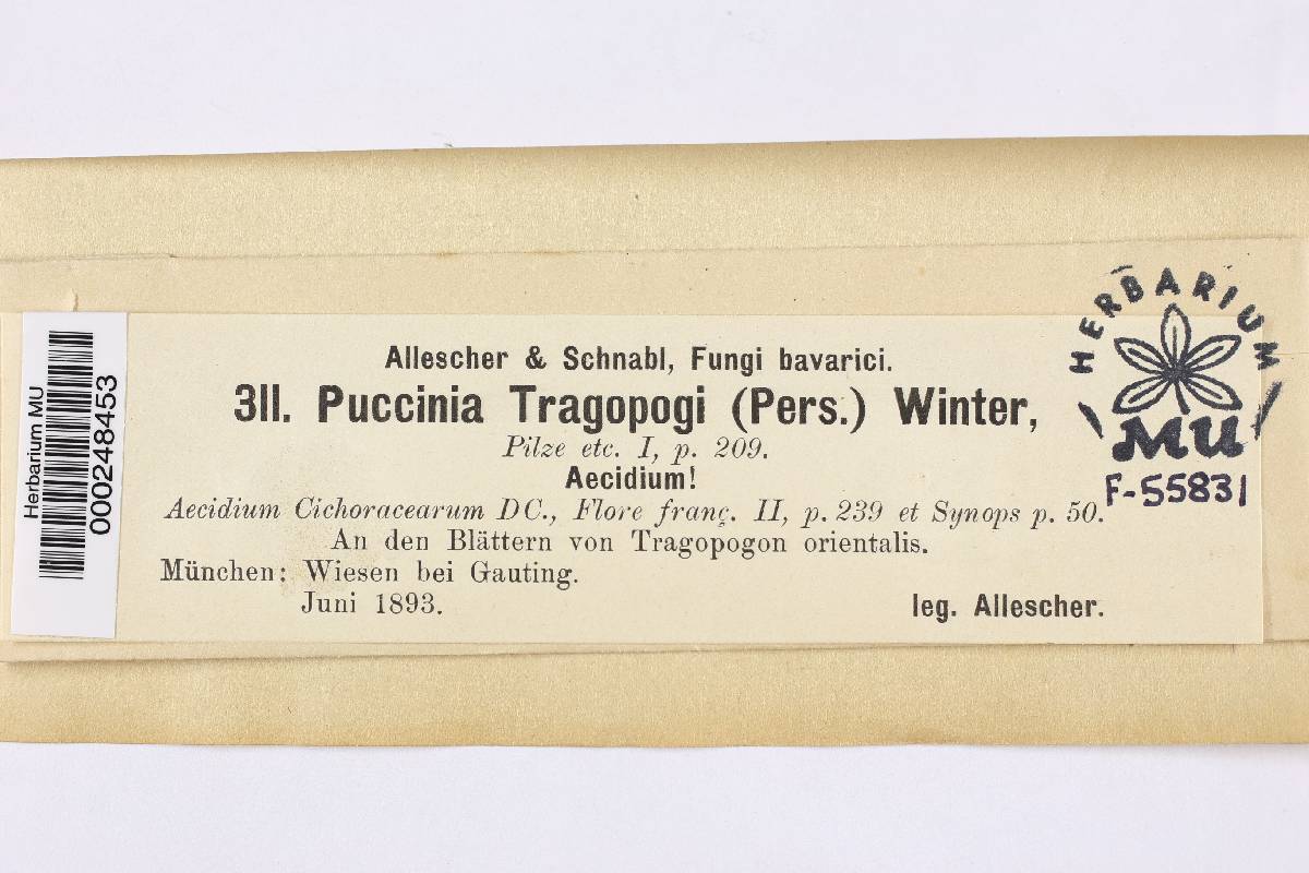 Puccinia tragopogi image