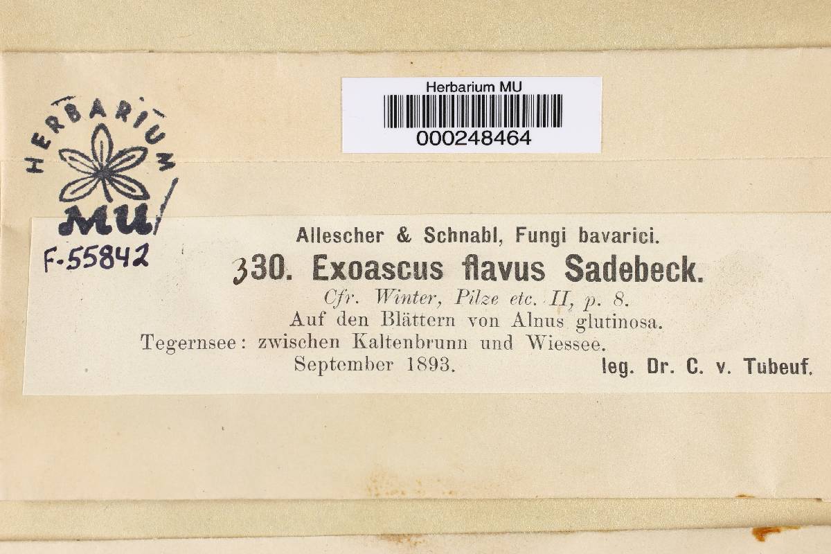 Exoascus flavus image