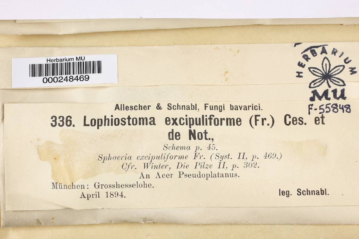 Lophiostoma image