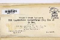 Lophiostoma excipuliforme image
