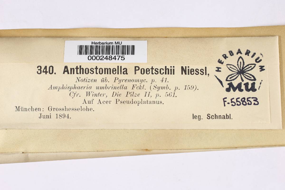 Anthostomella poetschii image