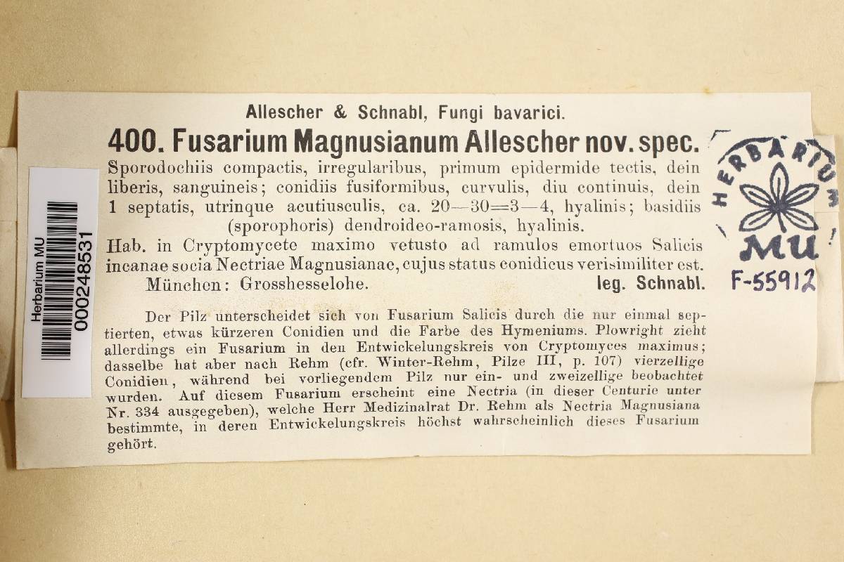 Fusarium magnusianum image