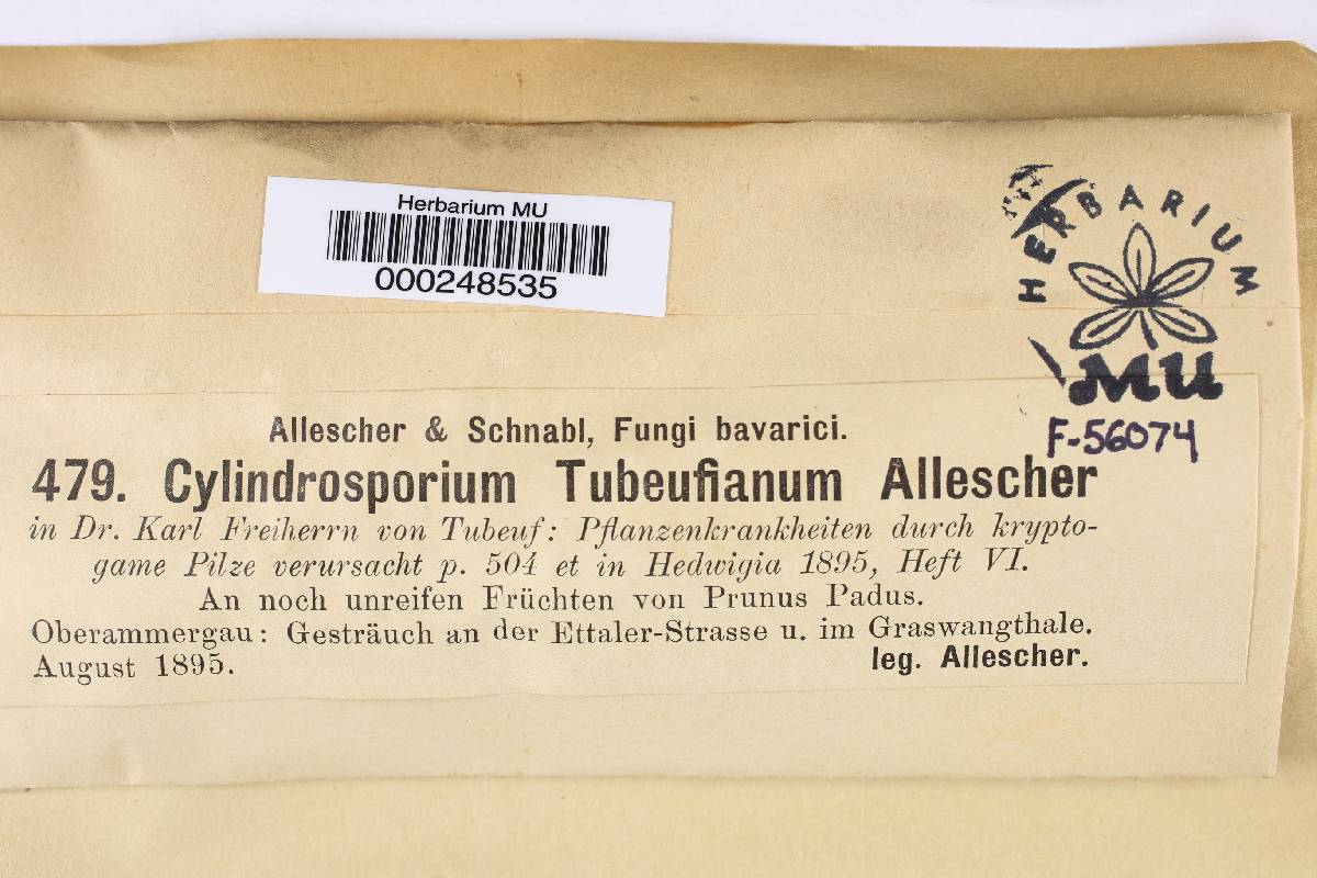 Cylindrosporium tubeufianum image