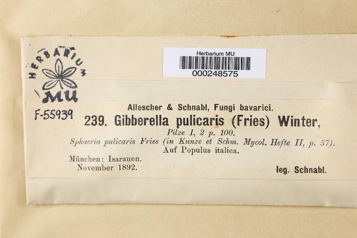 Gibberella pulicaris image