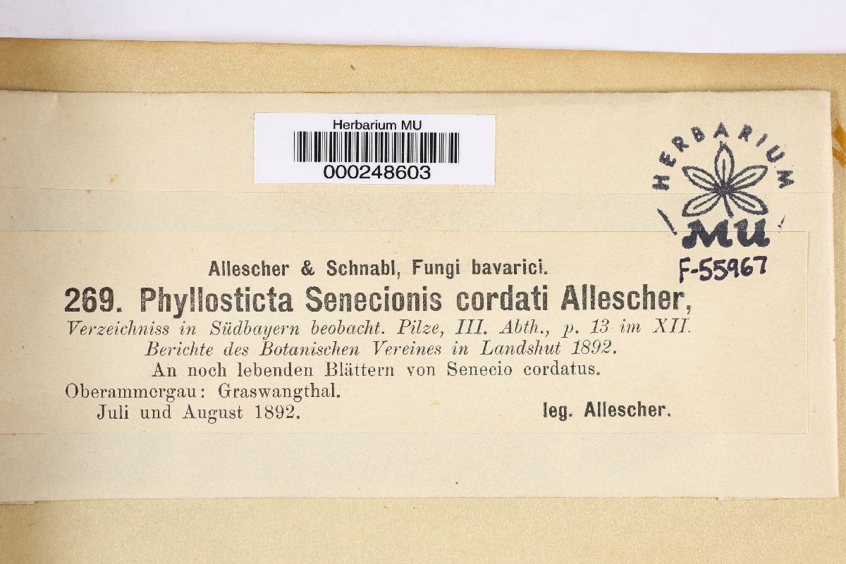 Phyllosticta senecionicola image