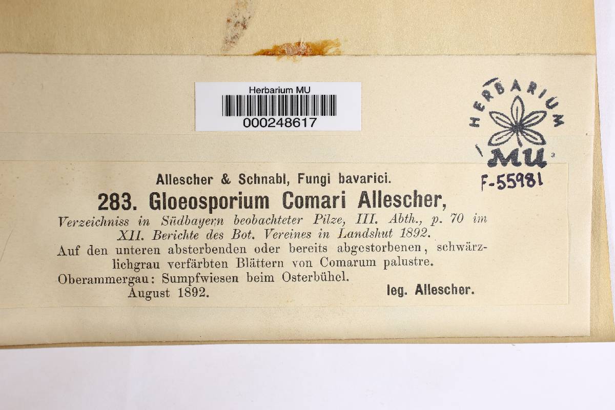 Gloeosporium comari image