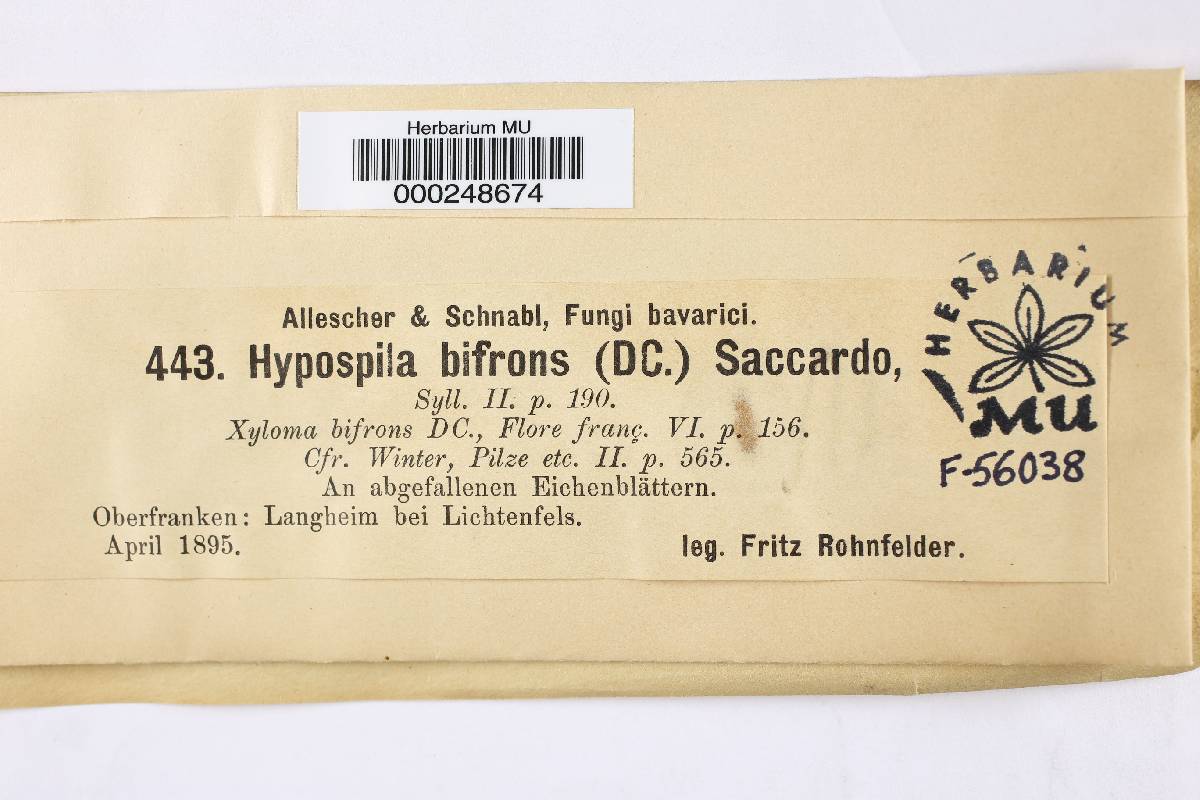 Hypospila bifrons image