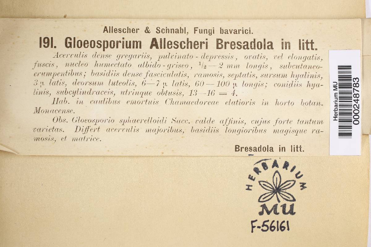 Gloeosporium allescheri image