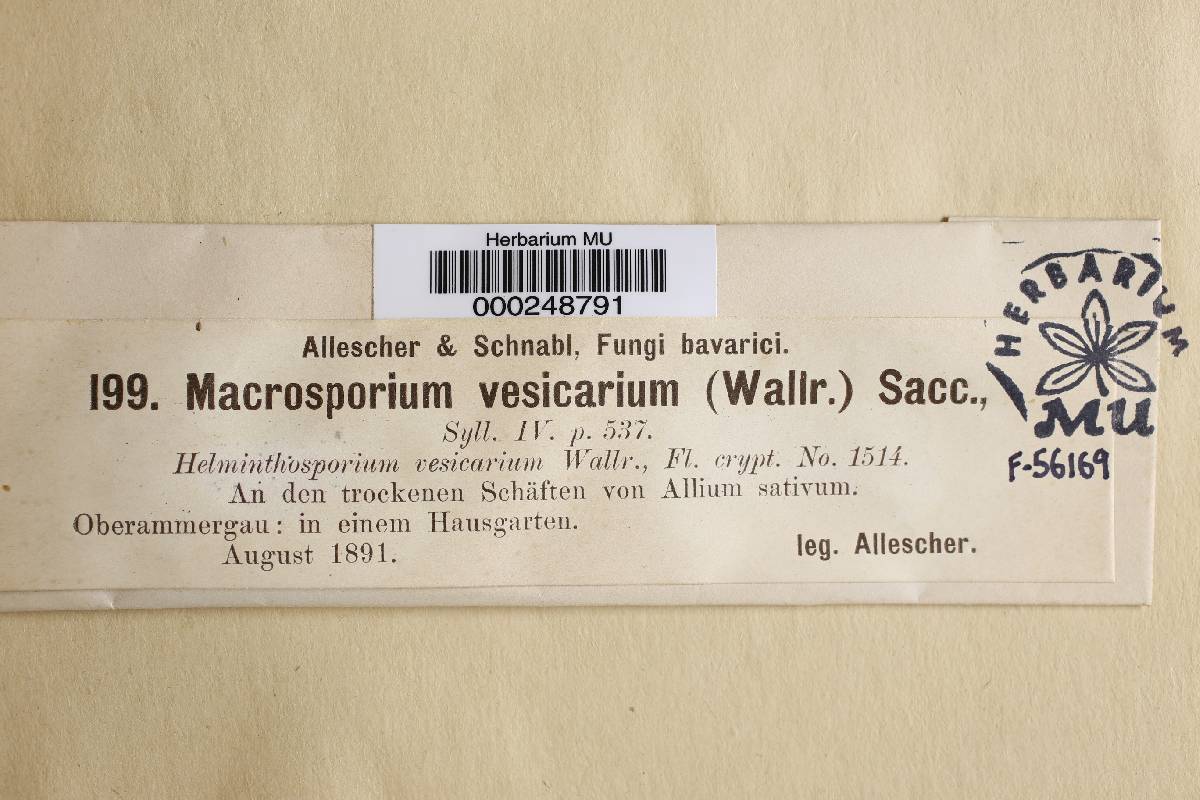 Macrosporium vesicarium image