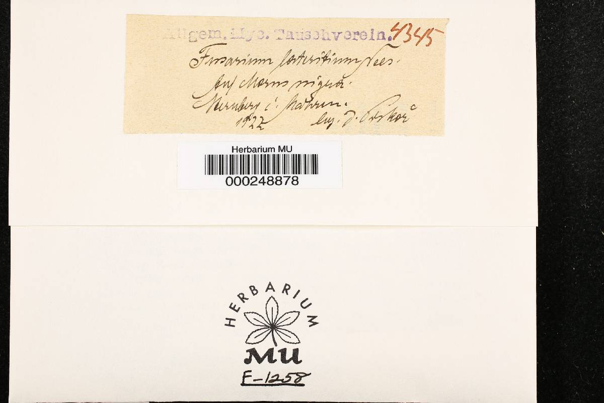 Gibberella baccata image