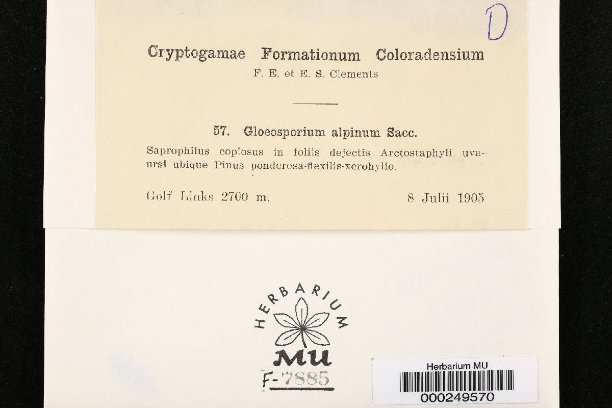 Gloeosporium alpinum image