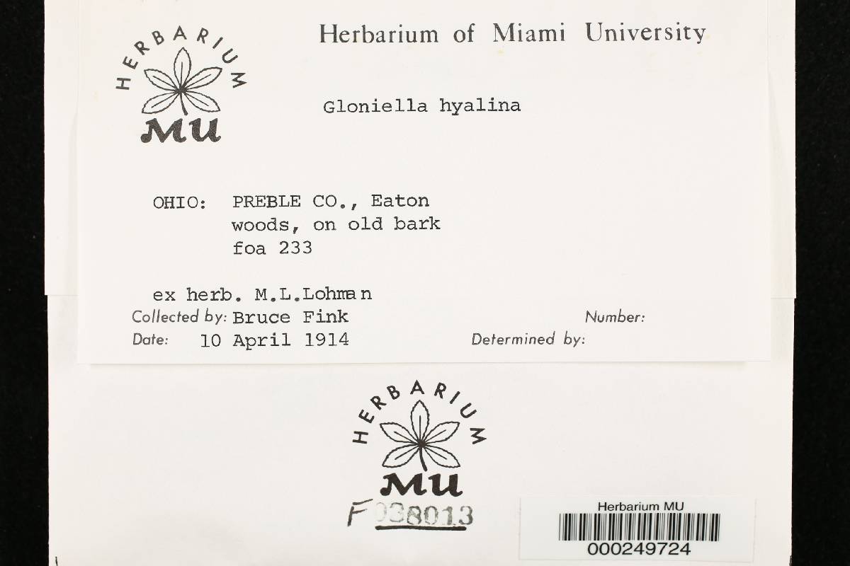 Gloniella hyalina image