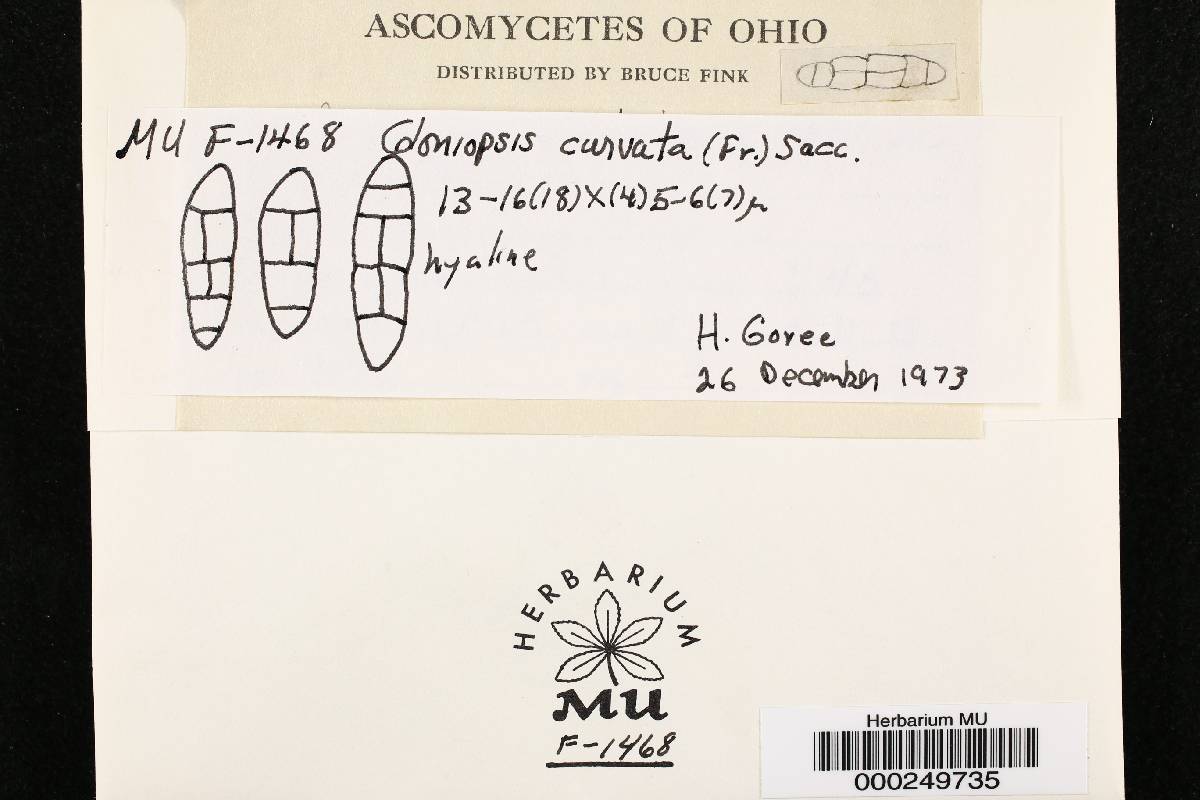 Gloniopsis curvata image