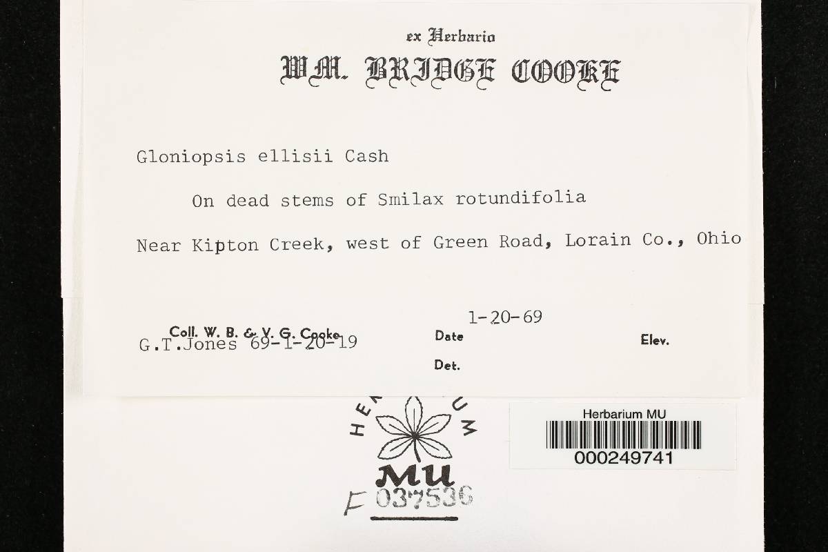 Gloniopsis ellisii image