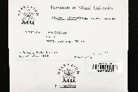 Anteaglonium abbreviatum image