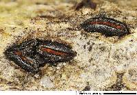 Rhytidhysteron rufulum image