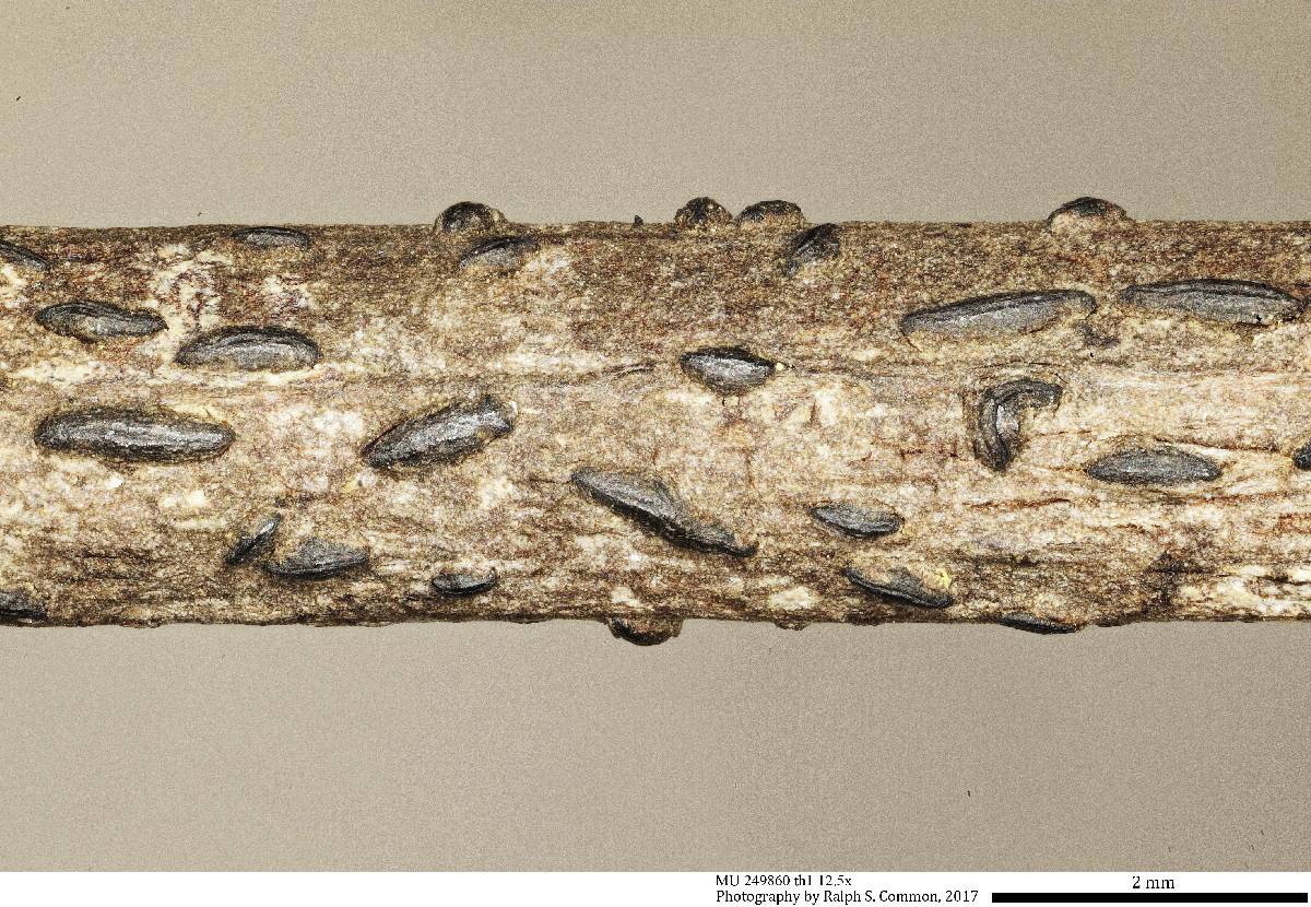 Hysteriaceae image
