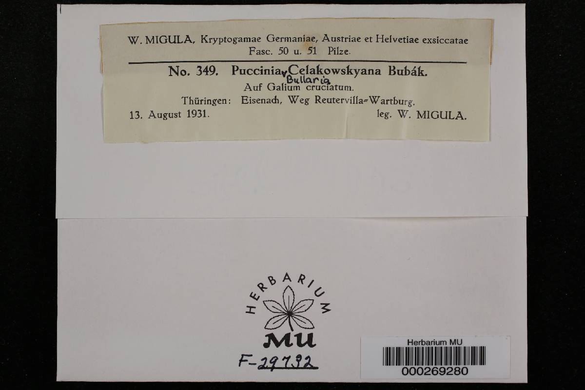 Puccinia bullaria image