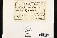 Blumeria graminis image