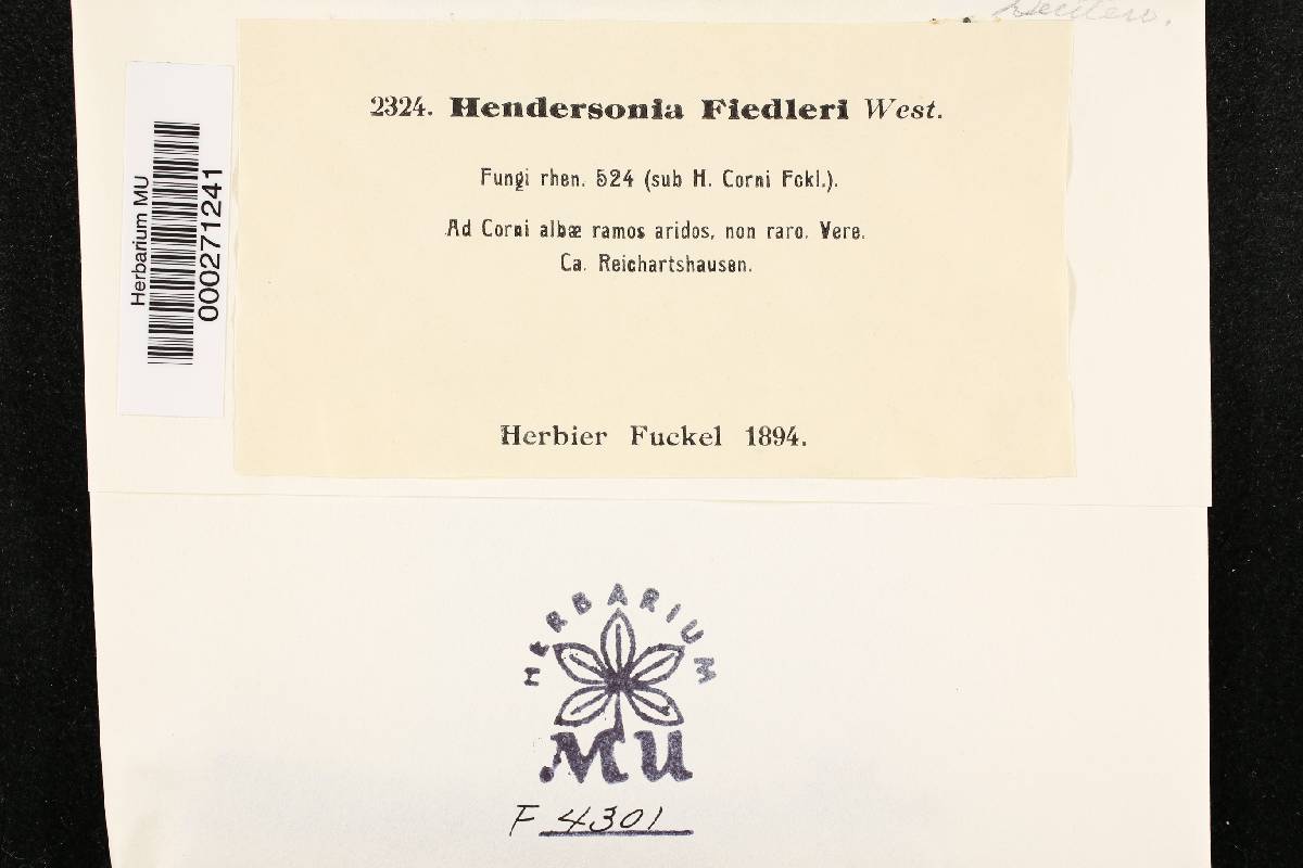 Hendersonia fiedleri image