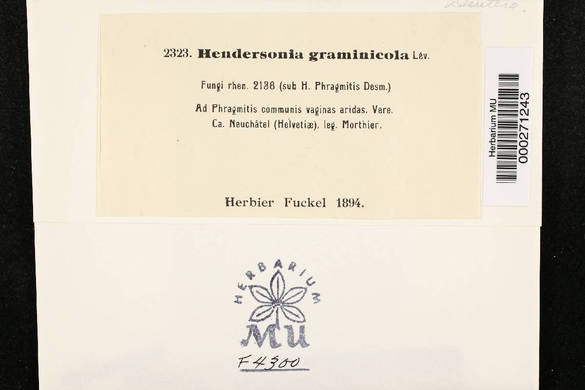 Hendersonia graminicola image