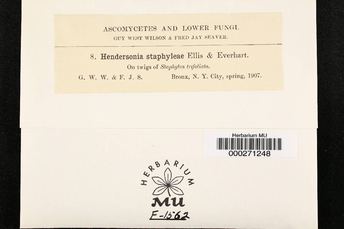 Hendersonia staphyleae image