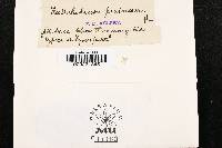 Fusicladium pirinum image