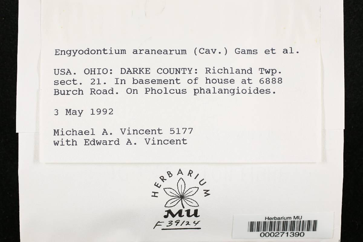 Engyodontium aranearum image