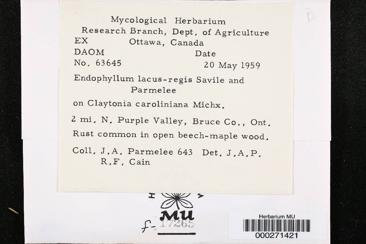 Endophyllum lacus-regis image