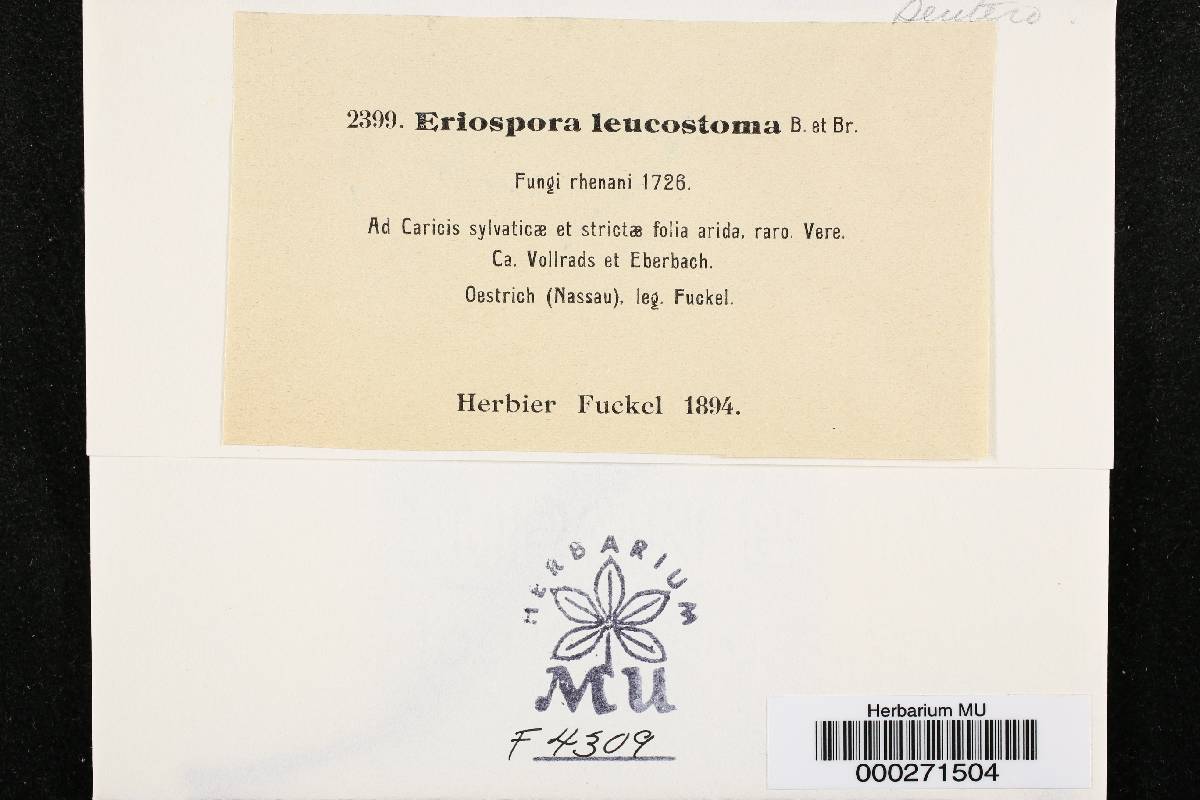 Eriospora image