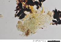 Hysterobrevium smilacis image