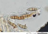 Hysterium angustatum image