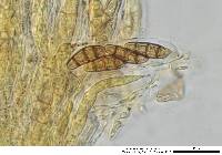 Hysterium angustatum image