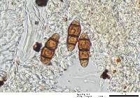 Mytilinidion acicola image