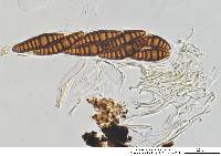 Oedohysterium sinense image