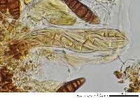 Oedohysterium sinense image